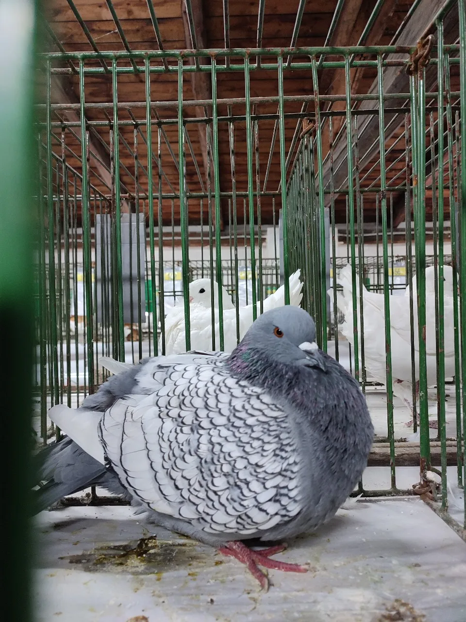 v_rij (17).webp